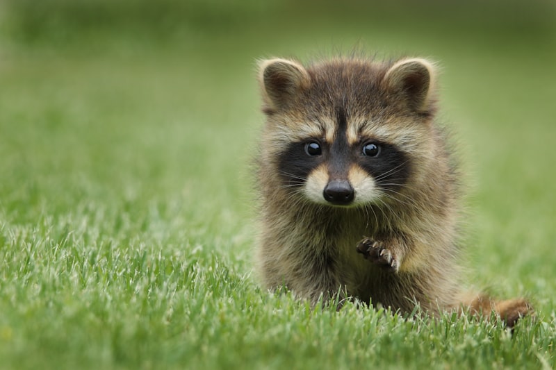 Raccoon Detection with Bounding Boxes